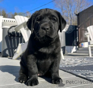 Foto №2 zu Ankündigung № 137136 zu verkaufen labrador retriever - einkaufen Deutschland züchter