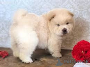 Foto №1. chow-chow - zum Verkauf in der Stadt Modling | 450€ | Ankündigung № 170133