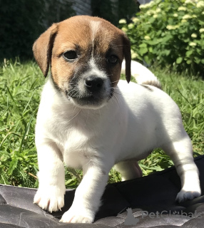 Foto №1. jack russell terrier - zum Verkauf in der Stadt Cherikov | verhandelt | Ankündigung № 175643