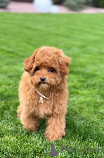 Foto №3. Tiny Red Toy Pudel Puppy Vet-überprüft, geimpft und bereit für Zuhause. Großbritannien