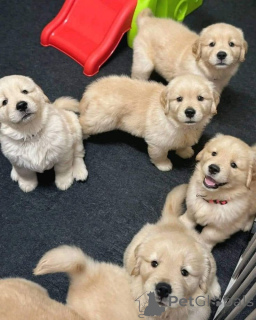 Foto №1. labrador retriever - zum Verkauf in der Stadt Houston | 475€ | Ankündigung № 168817