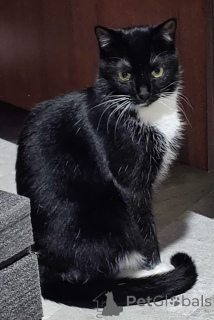 Foto №3. Zarte Amira. Weißrussland