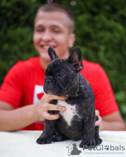 Foto №1. französische bulldogge - zum Verkauf in der Stadt Aachen | 404€ | Ankündigung № 128712