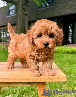 Foto №3. Spielzeugwelpen jetzt verfügbar. Slowakei