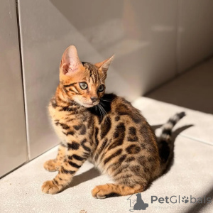 Foto №2 zu Ankündigung № 169871 zu verkaufen bengal katzenrasse - einkaufen Deutschland züchter