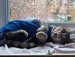 Foto №2 zu Ankündigung № 156956 zu verkaufen  - einkaufen Russische Föderation quotient 	ankündigung