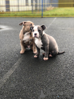 Foto №1. american bulldog - zum Verkauf in der Stadt Jáchymov | 1000€ | Ankündigung № 172820