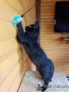 Foto №3. Schwarze Maine Coon, ein wunderschönes Kätzchen mit einer interessanten. Ukraine