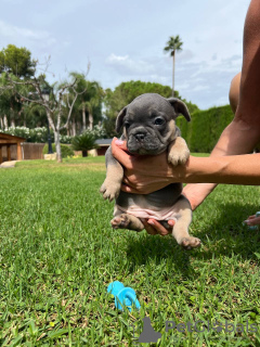 Foto №2 zu Ankündigung № 117001 zu verkaufen französische bulldogge - einkaufen Spanien quotient 	ankündigung