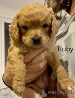 Foto №4. Ich werde verkaufen golden retriever in der Stadt Alice Springs. züchter - preis - 436€