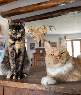 Foto №2 zu Ankündigung № 174186 zu verkaufen maine-coon-katze - einkaufen Finnland 