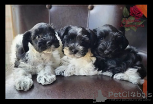 Foto №1. schnauzer - zum Verkauf in der Stadt Berlin | Frei | Ankündigung № 126982