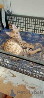 Foto №3. Savanna F6. Russische Föderation