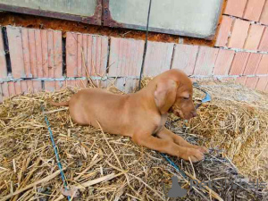Foto №1. kurzhaariger ungarischer vorstehhund - zum Verkauf in der Stadt Temerin | verhandelt | Ankündigung № 154660