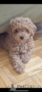 Foto №1. pudel (toy) - zum Verkauf in der Stadt Zürich | verhandelt | Ankündigung № 145001