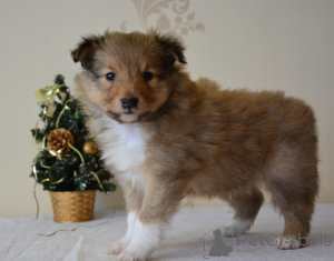 Foto №3. Nataļja Golovane. Lettland