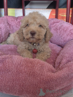 Foto №2 zu Ankündigung № 176827 zu verkaufen labradoodle - einkaufen Serbien züchter