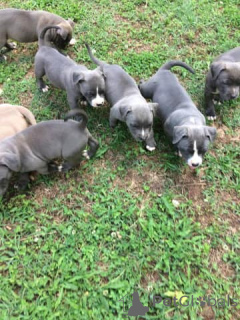 Foto №2 zu Ankündigung № 135751 zu verkaufen american pit bull terrier - einkaufen USA 
