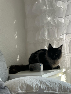 Foto №3. Impresertante Gatito Maine Coon. Spanien