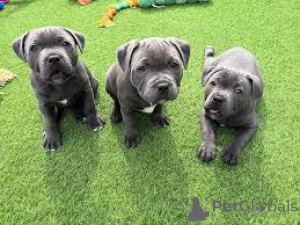 Foto №2 zu Ankündigung № 164745 zu verkaufen staffordshire bull terrier - einkaufen Frankreich quotient 	ankündigung, züchter