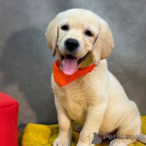 Foto №4. Ich werde verkaufen labrador retriever in der Stadt Berlin. quotient 	ankündigung - preis - 600€