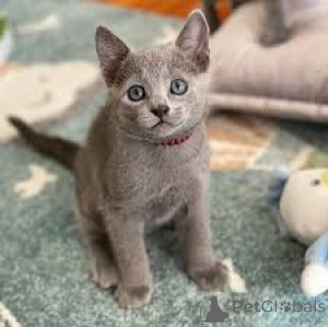 Foto №3. Russisches Blaues Kätzchen zu verkaufen. Frankreich