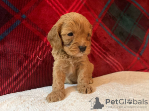 Foto №3. Wunderschöne Cavapoo-Welpen zur kostenlosen Adoption. Deutschland