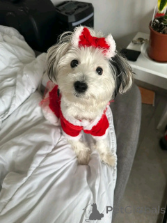 Foto №2 zu Ankündigung № 165402 zu verkaufen bichon frisé - einkaufen Luxemburg quotient 	ankündigung, züchter