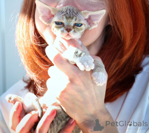 Foto №1. devon rex - zum Verkauf in der Stadt Szczecin | verhandelt | Ankündigung № 171386