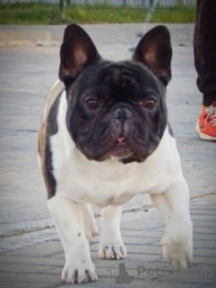 Foto №4. Paarung französische bulldogge in Tschechische Republik. Ankündigung № 147244