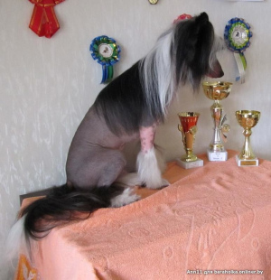 Foto №3. Es wird vorgeschlagen, einen männlichen chinesischen Schopfhund zu stricken. in Weißrussland. Ankündigung № 4974