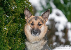 Foto №4. Ich werde verkaufen mischlingshund in der Stadt Москва. quotient 	ankündigung - preis - Frei