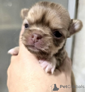 Foto №3. Mini- und Mikro Chihuahua welpen. Serbien