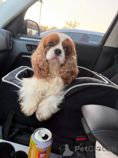 Foto №2 zu Ankündigung № 169151 zu verkaufen cavalier king charles spaniel - einkaufen Finnland quotient 	ankündigung