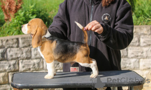 Foto №3. Beagle-Welpen. Weißrussland