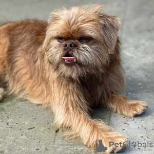 Zusätzliche Fotos: Männliche Brüsseler Griffon-Welpen zu verkaufen