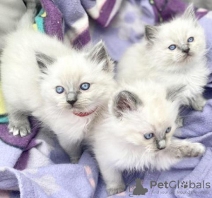 Foto №2 zu Ankündigung № 96586 zu verkaufen ragdoll-katze - einkaufen Schweiz züchter