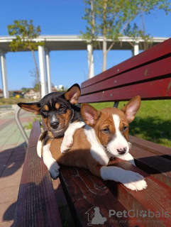 Zusätzliche Fotos: Basenji-Welpen zu verkaufen