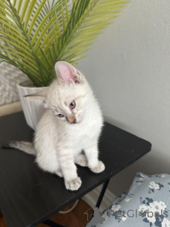 Foto №1. balinesenkatze - zum Verkauf in der Stadt Aurich | 350€ | Ankündigung № 173279