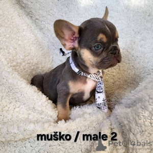 Foto №2 zu Ankündigung № 128407 zu verkaufen französische bulldogge - einkaufen Serbien 