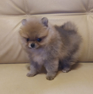 Zusätzliche Fotos: Pomeranian Spitz Mini Bär Mädchen Schönheit, Frühlingsrabatt!
