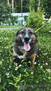 Foto №1. mischlingshund - zum Verkauf in der Stadt Москва | Frei | Ankündigung № 110319