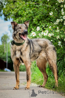 Foto №4. Ich werde verkaufen mischlingshund in der Stadt Moskwa. quotient 	ankündigung - preis - Frei