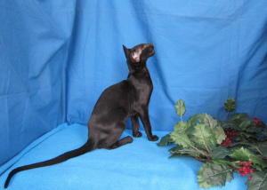 Zusätzliche Fotos: Schwarze orientalische Katze in der extremen Art