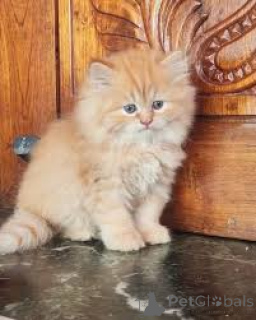 Foto №2 zu Ankündigung № 171561 zu verkaufen perserkatze - einkaufen Finnland quotient 	ankündigung, züchter