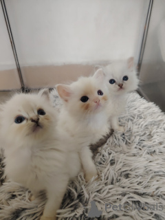 Foto №3. Ragdoll-Kätzchen zur Adoption. Belgien