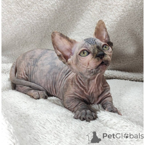 Foto №1. sphynx-katze - zum Verkauf in der Stadt Esseln am Neckar | 350€ | Ankündigung № 174415