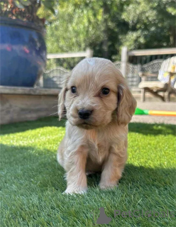 Foto №1. amerikanischer cocker spaniel - zum Verkauf in der Stadt Cremlingen | 372€ | Ankündigung № 153440