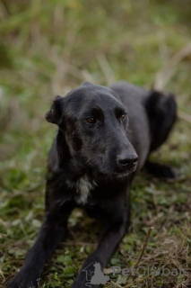 Foto №2 zu Ankündigung № 139052 zu verkaufen mischlingshund - einkaufen Russische Föderation 