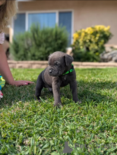 Foto №2 zu Ankündigung № 138826 zu verkaufen mischlingshund - einkaufen Großbritannien züchter